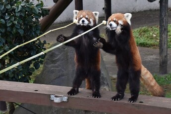 画像：レッサーパンダのエサやり体験