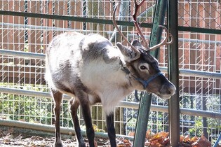 画像：トナカイ