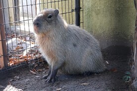 写真：カピバラ（ぎんた♂）