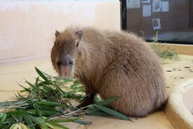 写真：カピバラ（ほわいと♀）