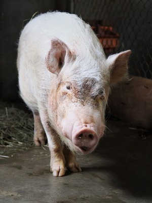 ミニブタのトンペイ2