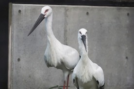 写真：ニホンコウノトリ