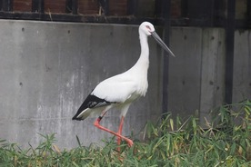 写真：ニホンコウノトリ（オス）