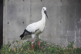 写真：ニホンコウノトリ（メス）