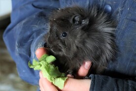 写真：モルモット（ぎばさ）