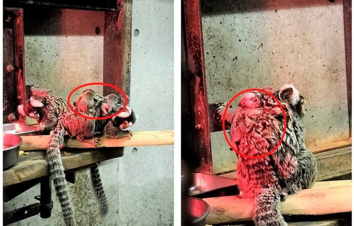 コモンマーモセットの赤ちゃん