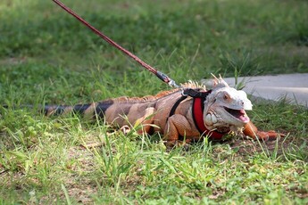 画像:イグアナのアナ1