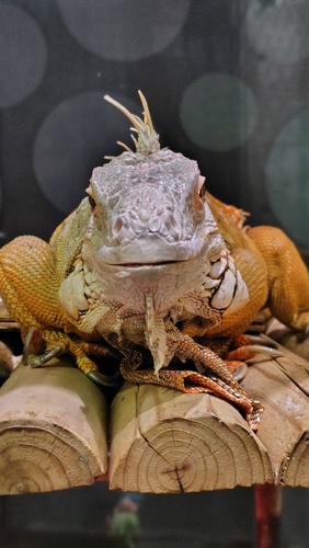 画像:イグアナのアナ2