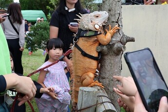 画像:イグアナのアナ4