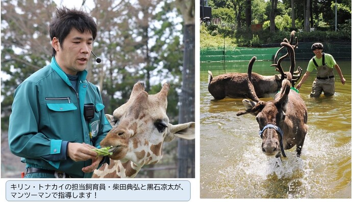 キリンとトナカイの飼育の様子