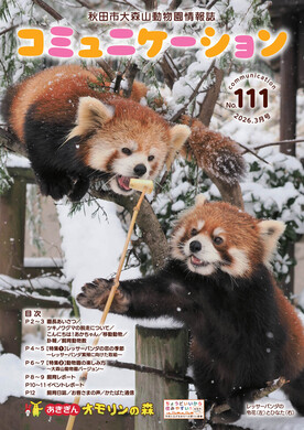 画像：コミュニケーション111号表紙（レッサーパンダの令花とひなた）