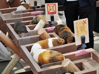 写真：モルモット