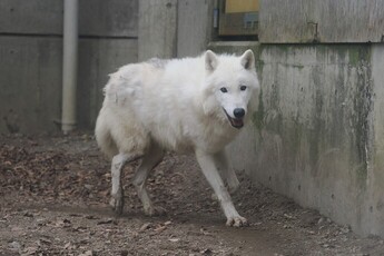 写真：オオカミ