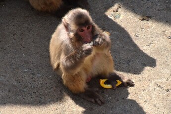 写真：サル山