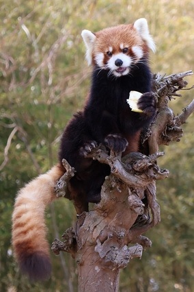 写真：レッサーパンダの円実