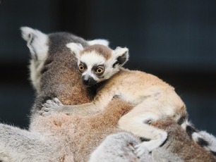 写真：ワオキツネザルの親子