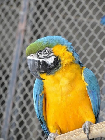 ルリコンゴウインコのテリー
