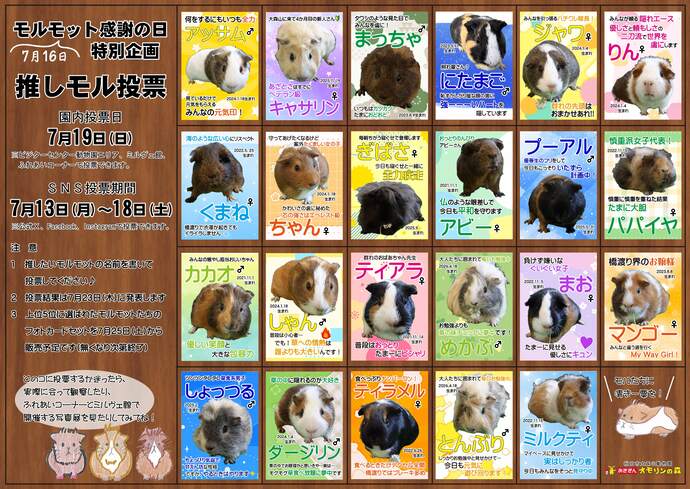 画像：モルモット掲示板