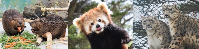 イメージ画像（アメリカビーバー、レッサーパンダ、ユキヒョウ）